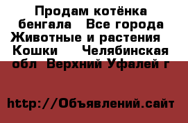 Продам котёнка бенгала - Все города Животные и растения » Кошки   . Челябинская обл.,Верхний Уфалей г.